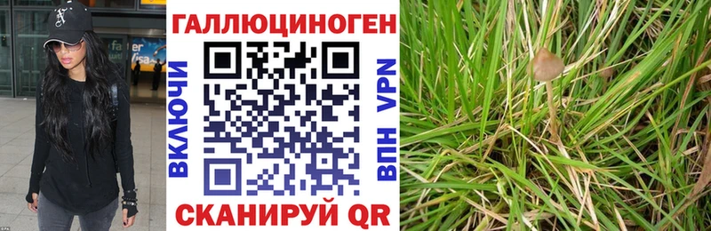 дарк нет какой сайт  Чехов  Псилоцибиновые грибы Psilocybe 